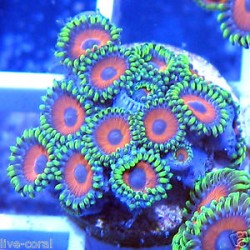Nano Reef Tank Setup
